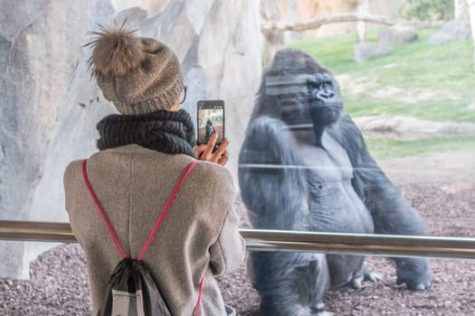 Woman taking photo of a huge silverback gorilla male behind glass in Biopark zoo in Valencia, Spain.