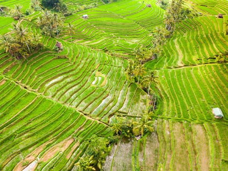 Drone view of Jatiluwih rice terraces and plantation in Bali, Indonesia, with palm trees and paths to walk around.