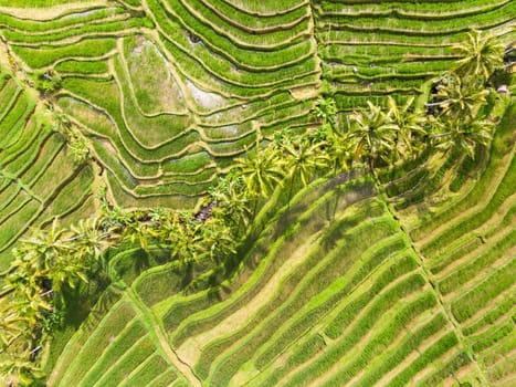 Drone view of Jatiluwih rice terraces and plantation in Bali, Indonesia, with palm trees and paths to walk around.