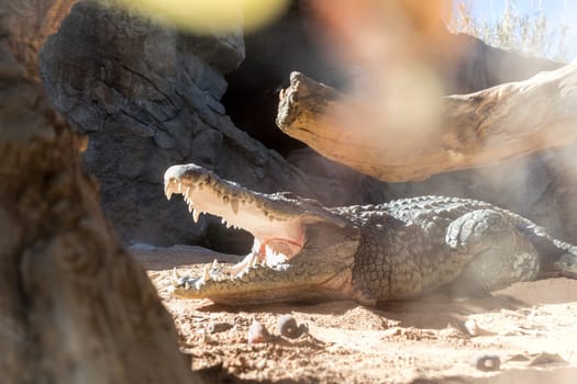 Close up of scary crocodile with open mouth heating himself at the warm sun.