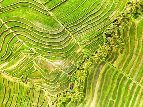 Drone view of Jatiluwih rice terraces and plantation in Bali, Indonesia, with palm trees and paths to walk around.
