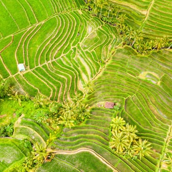 Drone view of Jatiluwih rice terraces and plantation in Bali, Indonesia, with palm trees and paths to walk around.