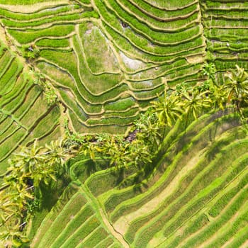 Drone view of Jatiluwih rice terraces and plantation in Bali, Indonesia, with palm trees and paths to walk around.