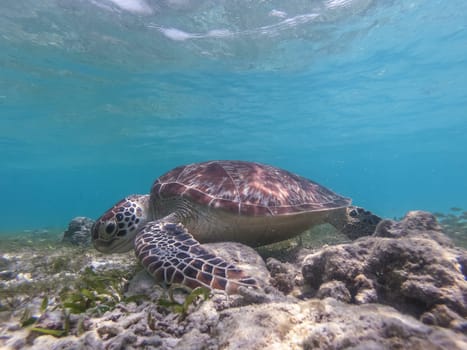 Sea turtle feeding and swimming freely in the blue ocean. Hawksbill sea turtle, Eretmochelys imbricata is endangered species.