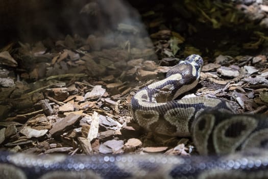 The ball python, Python regius, also known as the royal python.
