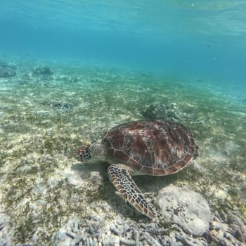 Sea turtle feeding and swimming freely in the blue ocean. Hawksbill sea turtle, Eretmochelys imbricata is endangered species.