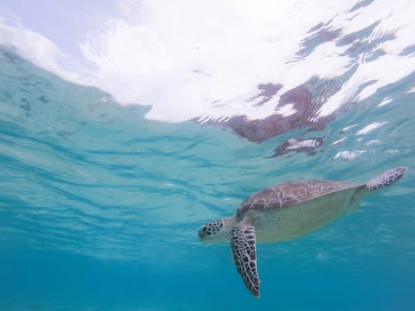 Sea turtle swimming freely in the blue ocean. Hawksbill sea turtle, Eretmochelys imbricata is endangered species.