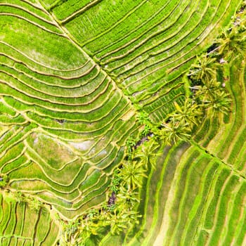 Drone view of Jatiluwih rice terraces and plantation in Bali, Indonesia, with palm trees and paths to walk around.