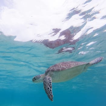 Sea turtle swimming freely in the blue ocean. Hawksbill sea turtle, Eretmochelys imbricata is endangered species.