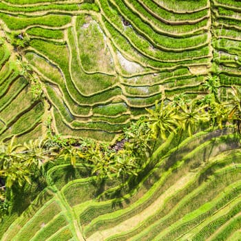 Drone view of Jatiluwih rice terraces and plantation in Bali, Indonesia, with palm trees and paths to walk around.