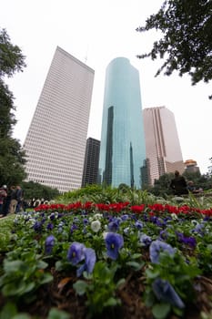 Houston Skyline as seen from Hermann Square with wide-angle lens and flowers on the foreground