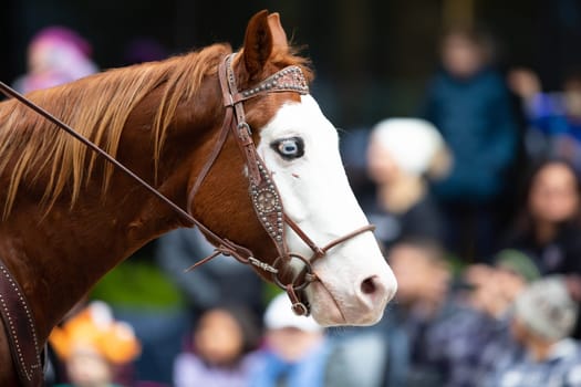 Houston, Texas, USA - November 22, 2018 The H-E-B Thanksgiving Day Parade, A brown Horse with white face and blue eyes, pulling a wagon at the parade