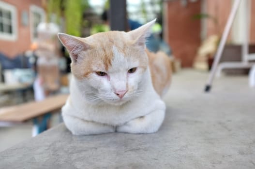 Cute sleeping  cat on floor concept of calm and cozy comfort of pet