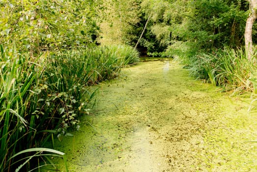 Creek covered with duckweed with reeds, trees and copy space
