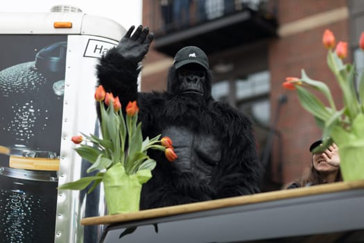 Holland, Michigan, USA - May 12, 2018 Man Wearing a gorrilla outfit with tulip flowers at the Muziek Parade, during the Tulip Time Festival