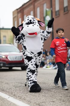 Holland, Michigan, USA - May 12, 2018 Person wearing a cow outfit walking down the road at the Muziek Parade, during the Tulip Time Festival