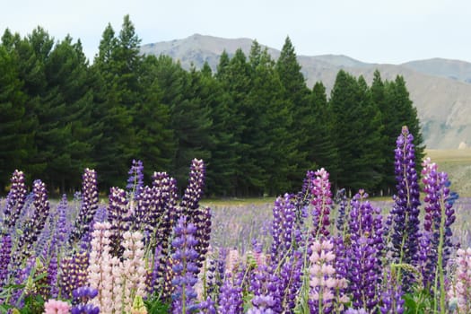 Close up of field of colorful mountain lupins of various colors, with trees and hills in background