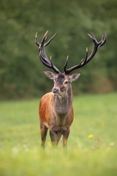 Close-up of a red deer, cervus elaphus, stag in summer with big antlers faced to camera with blurred background