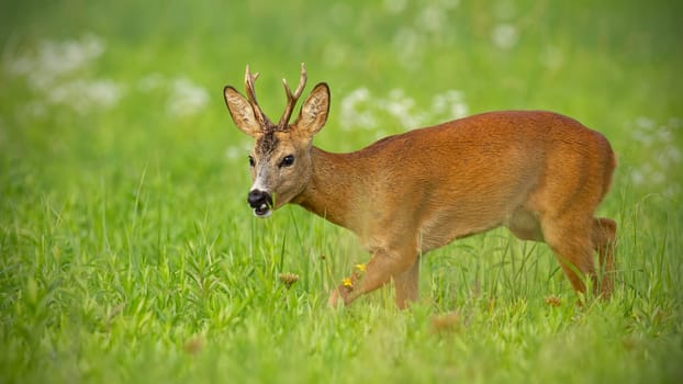 Young roe deer, capreolus capreolus, buck on hay field chewing peacefully in summer surrounded by white flowers in summer. Wildlife scenery with relaxed wild animal approaching cautiously.