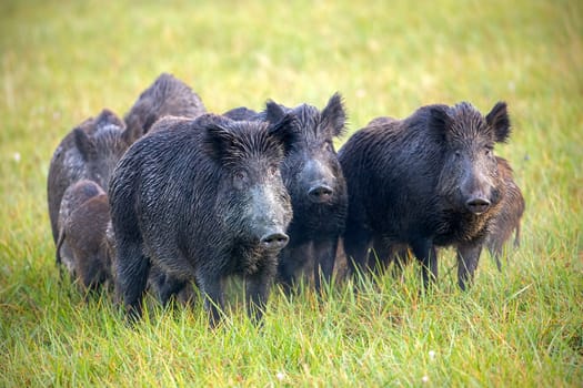Numerous herd of wild animals in nature. Wild boars, sus scrofa, on a meadow wet from dew. Nature early in the morning with moisture covered grass. Mammals in wilderness.