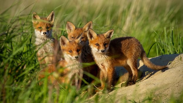 Red fox, vulpes vulpes, small young cubs near den curiously staring towards camera. Cute little wild predators in natural environment. Animal siblings in wilderness.