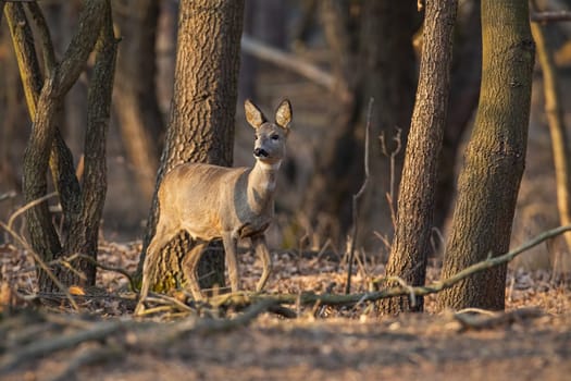 Roe deer, capreolus capreolus, doe walking through a forest at sunset. Wildlife scenery form woods.