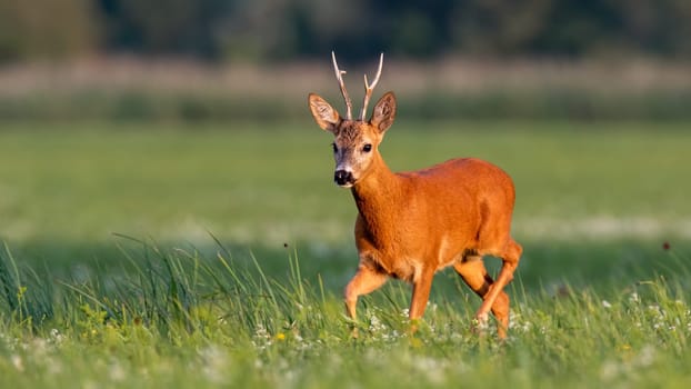 Roe deer, capreolus capreolus, buck walking on blooming meadow in summer at sunset. Wildlife scenery with vivid colors from nature. Roebuck in the wild with copy space.