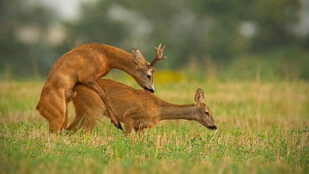 Roe deer, capreolus capreolus, buck and doe copulating during rutting season. Wild animals reproducing. Mammals having sex. Mating behavior of deer.