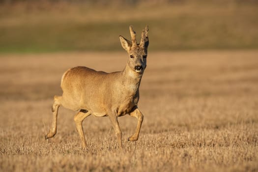 Roe deer, capreolus capreolus, buck in winter coating with antlers in velvet Wild animal at sunset with warm soft light.