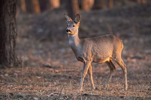 Roe deer, capreolus capreolus, doe walking through a forest at sunset. Wildlife scenery form woods with space for copy.