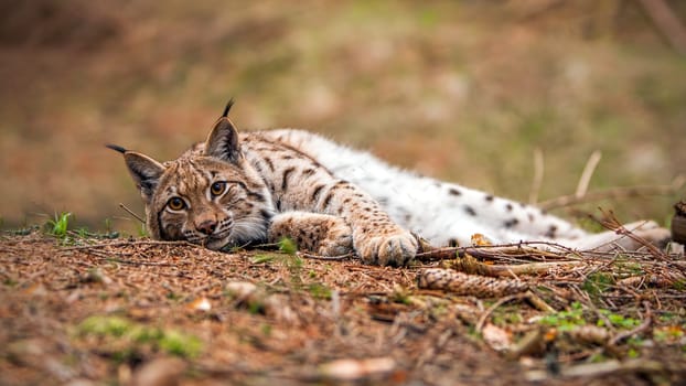 Eurasian lynx, lynx lynx, laying on the ground in autumn forest with blurred background. Endangered mammal predator in natural environment. Wildlife scenery from nature.