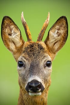 Portrait of cute roe deer, capreolus capreolus, buck in summer. Wildlife scenery of deer with vivid green blurred background. Wild animal during a fresh summer. Vertically composed close-up of animal.