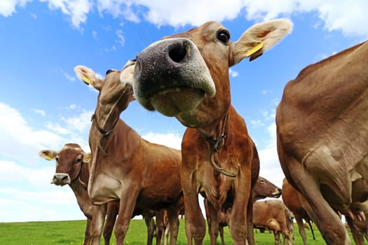 Curious brown cattle on a pasture in Bavaria. Curious cows