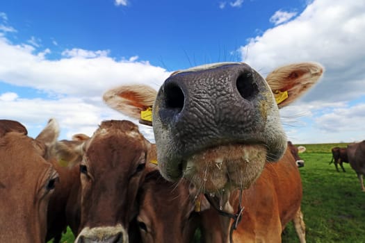 Curious brown cattle on a pasture in Bavaria. Curious cows