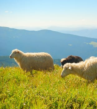 Herd of sheeps grazing on top of mountains. Carpathians, Ukraine