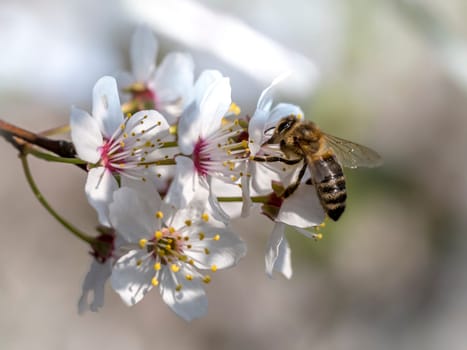 Honeybee in the spring is flying to a mirabelle blossom, against blurred background