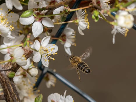 Honeybee in the spring is flying to a mirabelle blossom, against blurred background