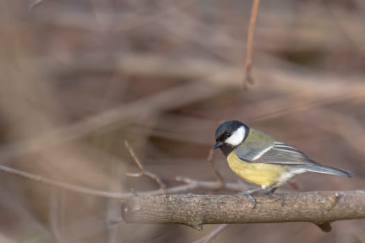 great tit sits in a dense wintry shrubbery in front of blurred background with copy space