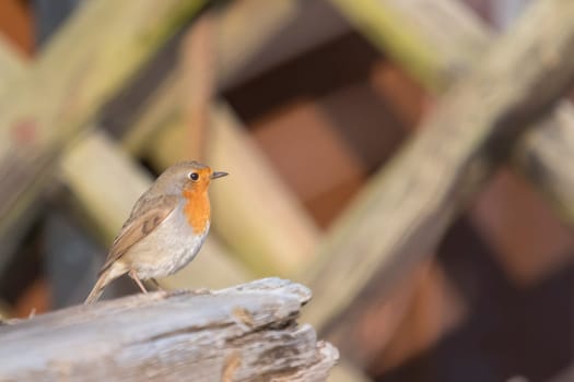 Robin sits on a branch in front of blurred brown background with copy space