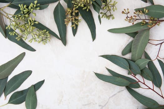 Eucalyptus leaves on marble surface frame flat lay with copy space.