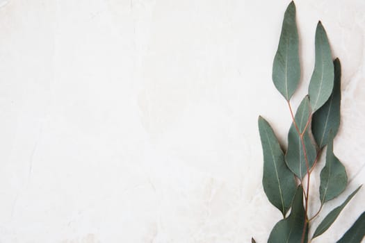 Eucalyptus leaves on marble surface frame flat lay with copy space.