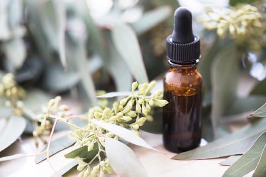 Bottle of eucalyptus oil with leaves and seeds.