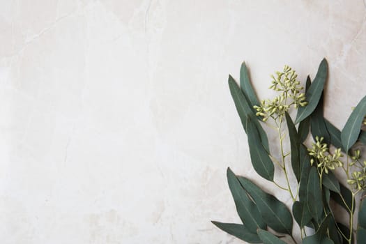 Eucalyptus leaves on marble surface frame flat lay with copy space.