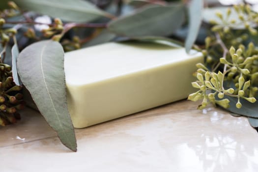 Eucalyptus seeds, leaves and soap with copy space