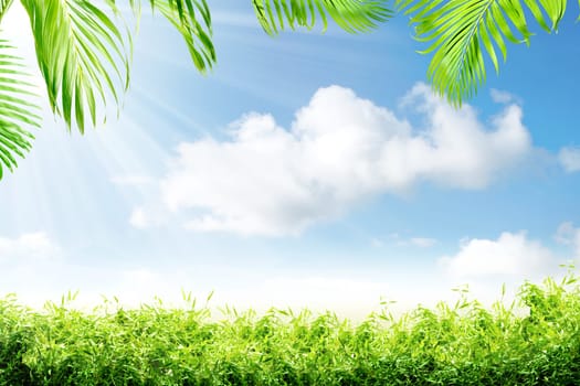 Green grass and palm branches with sunlight over blue sky background
