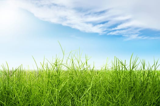 Green grass field with blue sky background