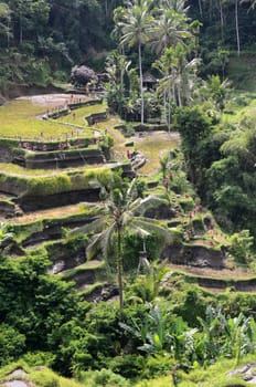 Tegalalang rice terraces in Ubud, Bali. Tegalalang Rice Terrace is one of the famous tourist objects