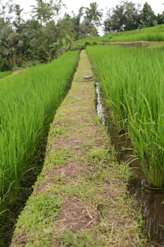 Jatiluwih rice terrace with sunny day and green jungles in Ubud, Bali