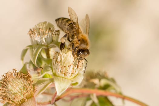 Honeybee sits on a blackberry blossom in front of light blurred background