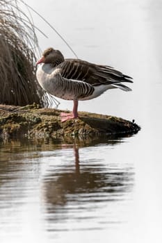 Greylag sits on a small island in front of blurred reed background with copy space